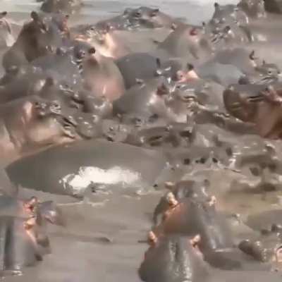 one croc versus a bloat of hippos