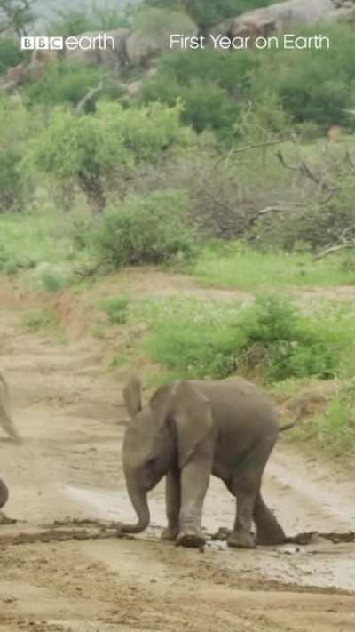 Baby elephants are so clumsy