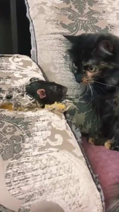 No, this rat is too big