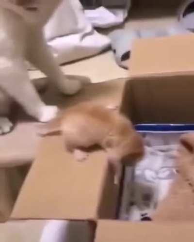 Touch Tha Baby