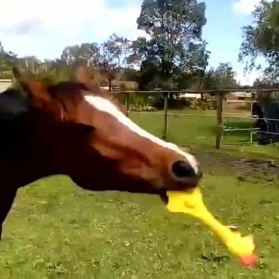 When you give your horse a squeaky toy