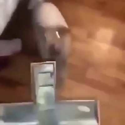 Doggo