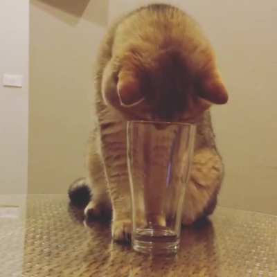 How do I use this thing? [x-post /r/aww !