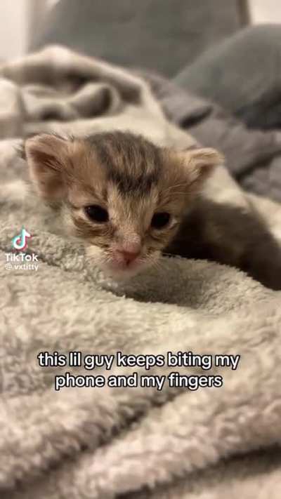 Meowcrowave