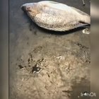 Oatmeal Fish Pouch