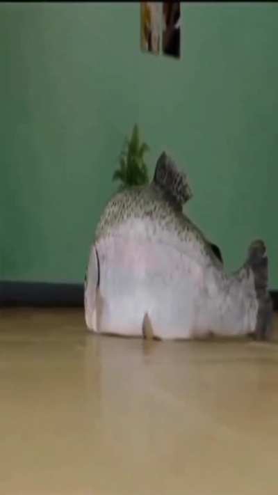 🐟🐟🐟