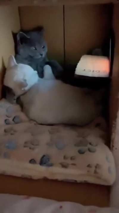 Catflix