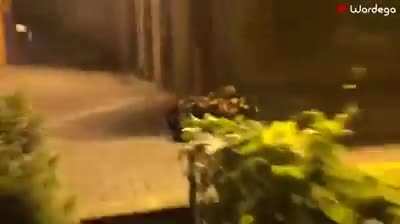 Doggo Spider