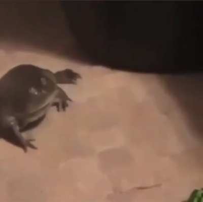 Toad like reflexes