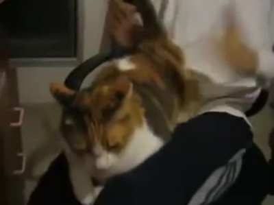 Playing the cat drum