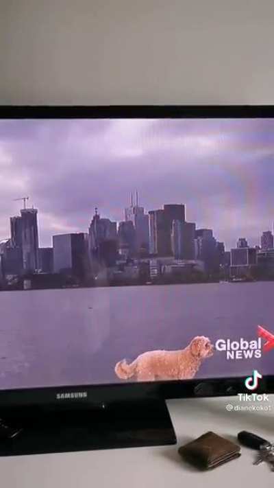 Amazing dog walks on water