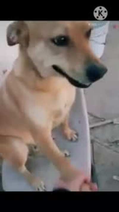 Perro guaton educado 😈🤝😈