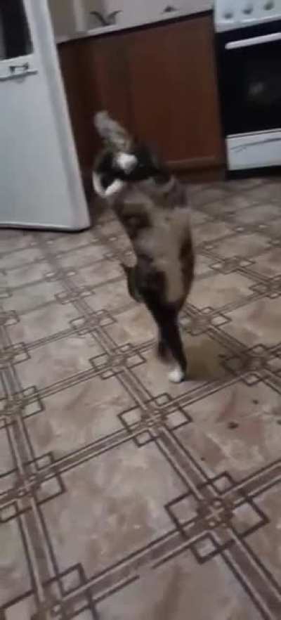 🐈???