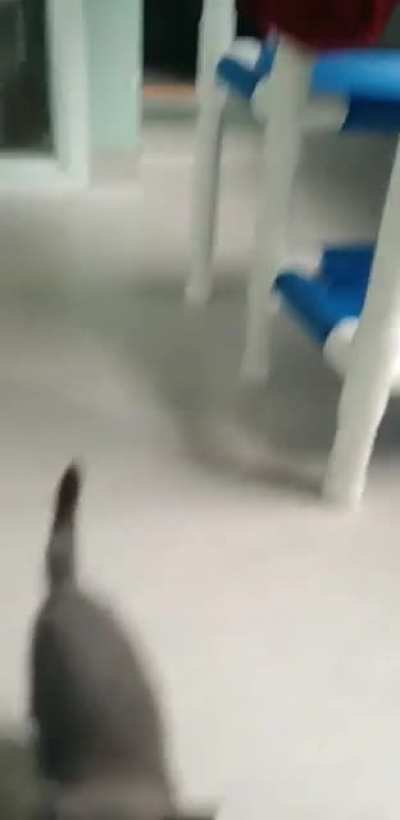 kitty