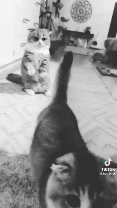 Lone tiktok repost via tumblr