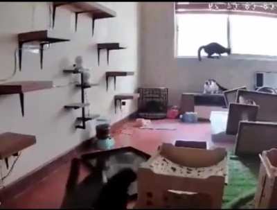 Abrupt Cat Chaos