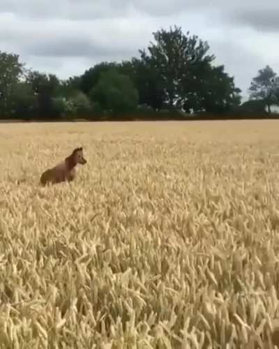 It's a dongaroo