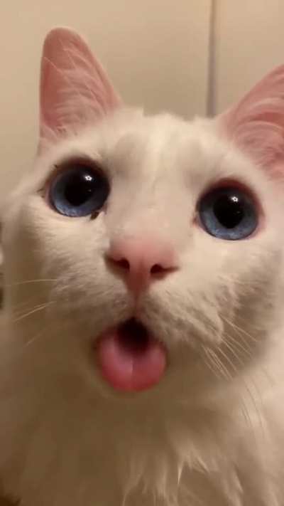 This spaced out cat