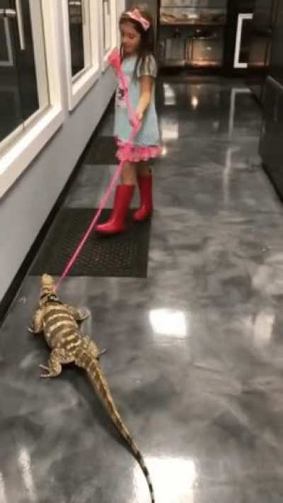 Lizard explodes