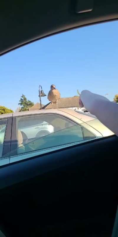 Seagull vs my wife