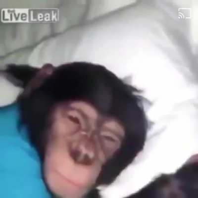 Weiki weiki