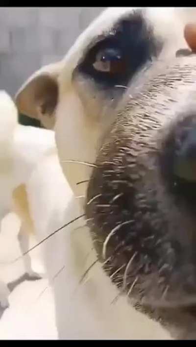 Wunk is all bark