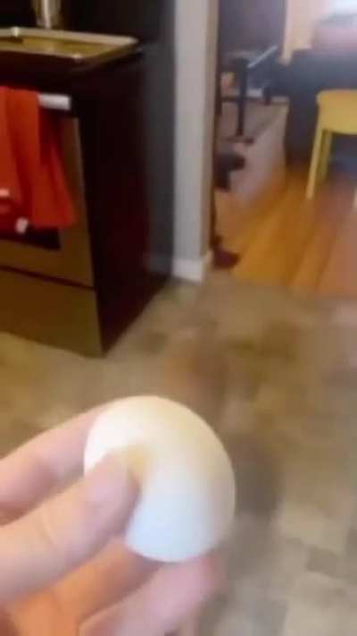 Dogs got that instinct