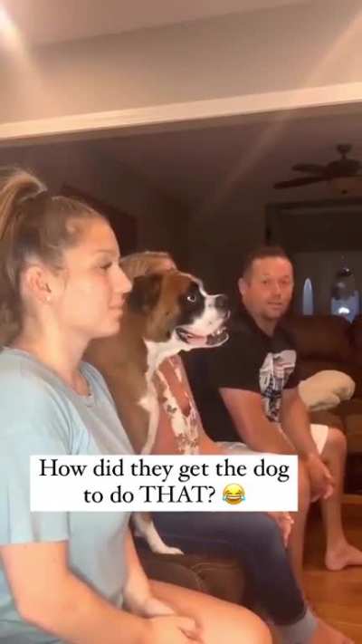 The kind of dog I need
