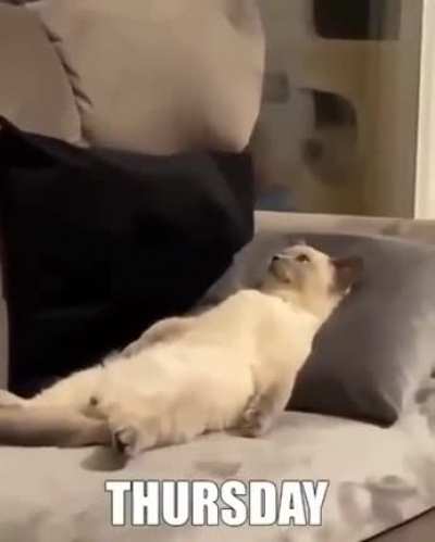 week in a cats life