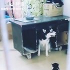 All bark, no bite