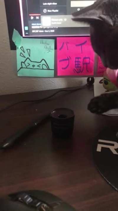 This cat that won't leave my pen alone.