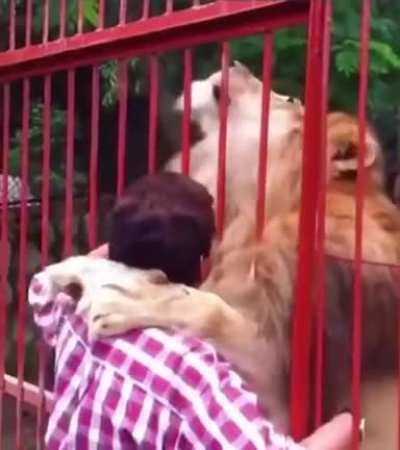 King of the Jungle