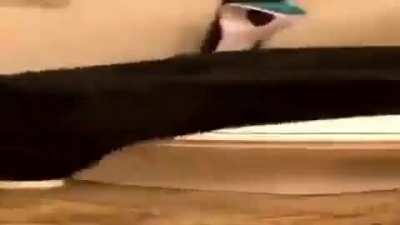 its purrfect