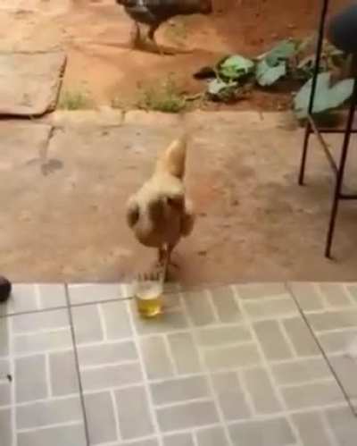 Água com milho!