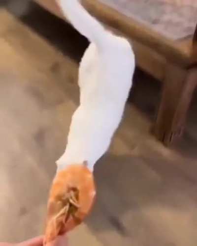 2 types of cats 