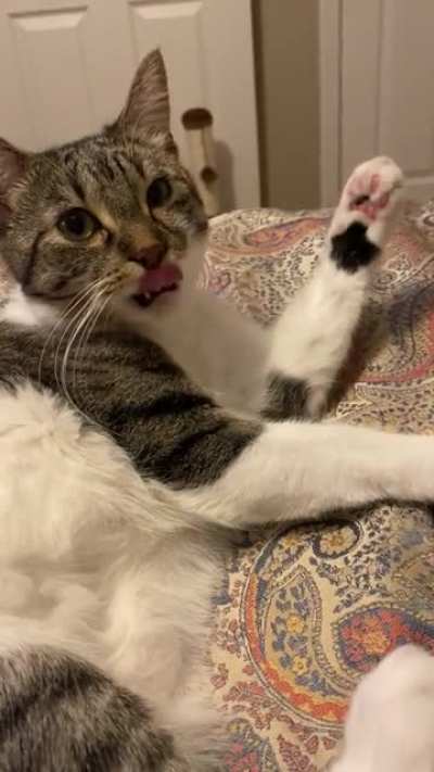 Cat.exe does not compute. Not a full on startle but she really didn’t know what to do after. So she slept.