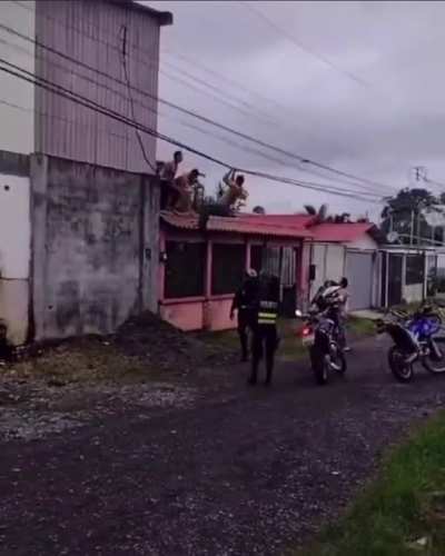 Tarzan tico