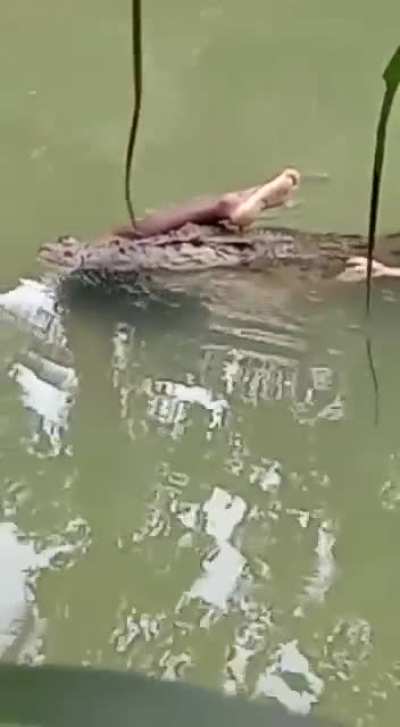 A Crocodile human meal.