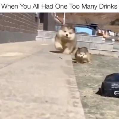 Doggonit