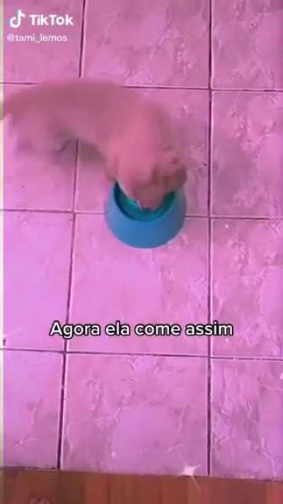 cachorro do baú