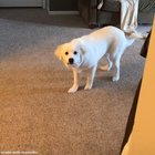 Bad Dog