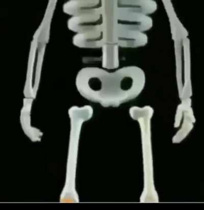 La articulación de la rodilla