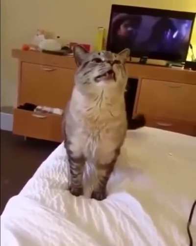 kot