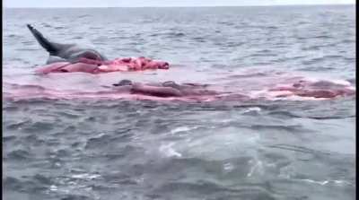 Just a whale nothing more