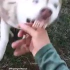 mad doggo