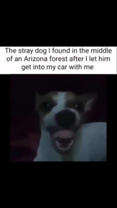 What the dog doing?