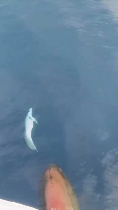 Dolphin playing with the bow wave of a ship