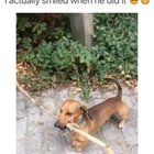 The doggo did it!