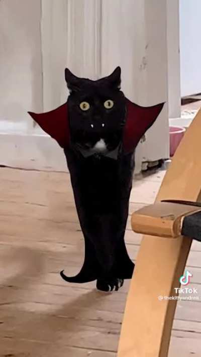 Catula!