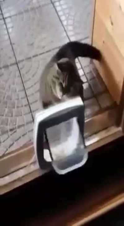 Cat fighting back
